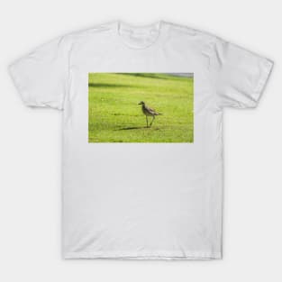 Sharp-tailed sandpiper T-Shirt